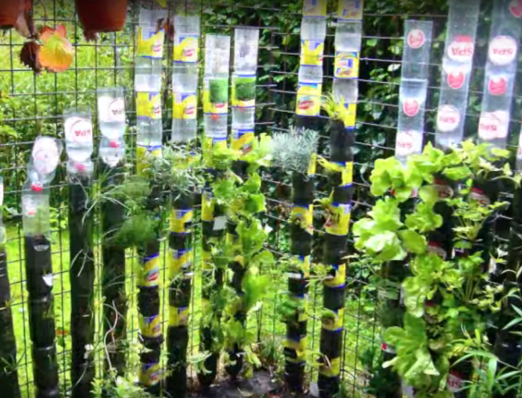 Crea Tu Huerto Vertical En Casa Usando Algunas Botellas De Plástico Y