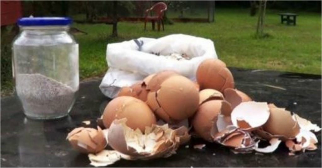 7 Usos De La Cáscara De Huevo En La Jardinería | Delicias Blog