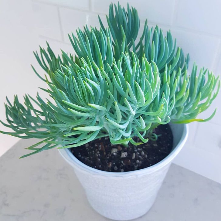 Suculentas "Cola De Sirena": Fáciles De Cuidar Y Belleza Absoluta Para