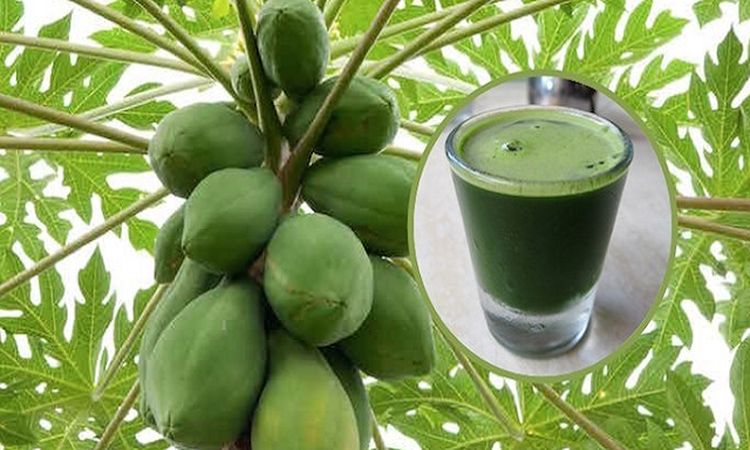 te de hoja de papaya para el higado